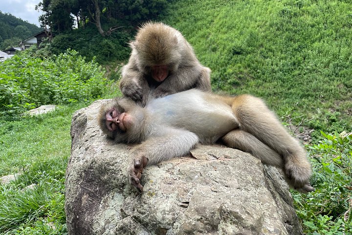 Green Season Snow Monkeys: Baby Monkeys & Scenic Forest Walk - photo