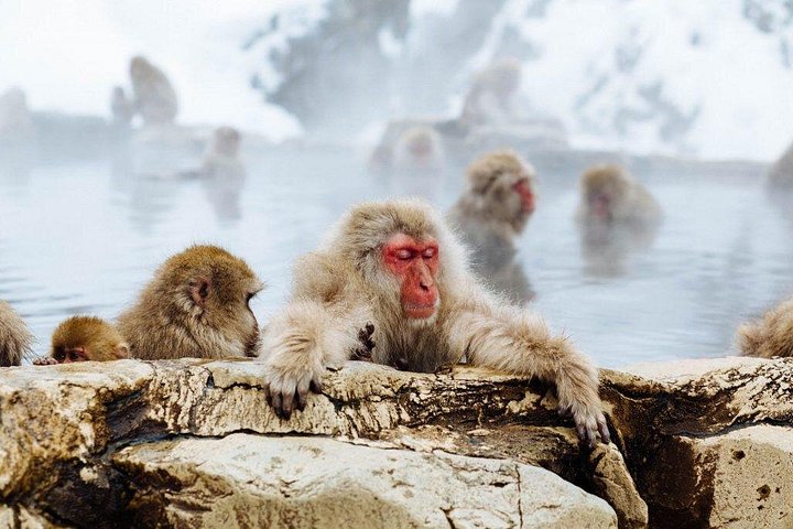 1-Day Snow Monkeys, Zenko-ji Temple & Sake in Nagano - photo