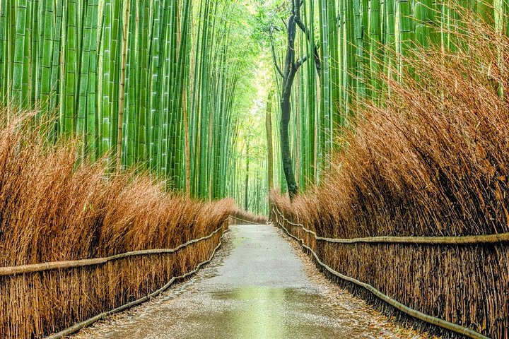 Bamboo grove in Arashiyama, on the western edge of Kyoto, in soft morning light